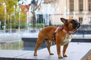 Harnais pour chien avec empiècements cuir – Boho