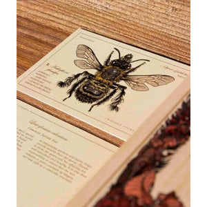 Bumblebee illustration card with scientific text, vintage entomology design on cream paper