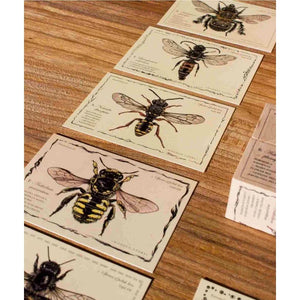 Vintage bee illustration cards with scientific labels on wooden surface, decorative home accents