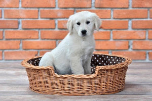 Panier pour chien en osier naturel avec coussin à pois marron et chiot blanc, fond mur en briques