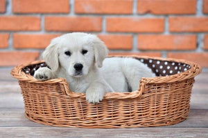 Cuccia per cani in vimini naturale Esmira con cuscino a pois, 65x43 cm