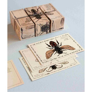 Wooden bee-themed blocks and vintage-style insect cards with detailed illustrations