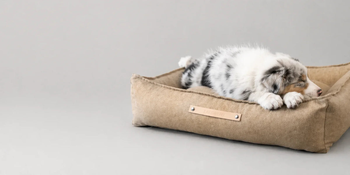 Beds & Cushions