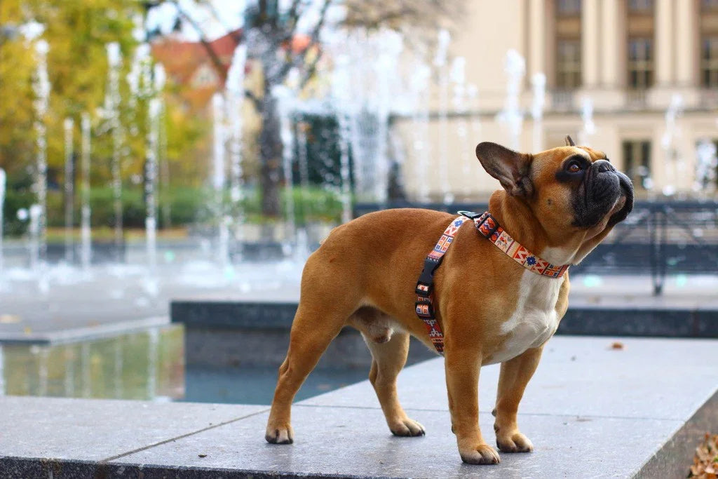 Hundegeschirr mit Leder – Boho