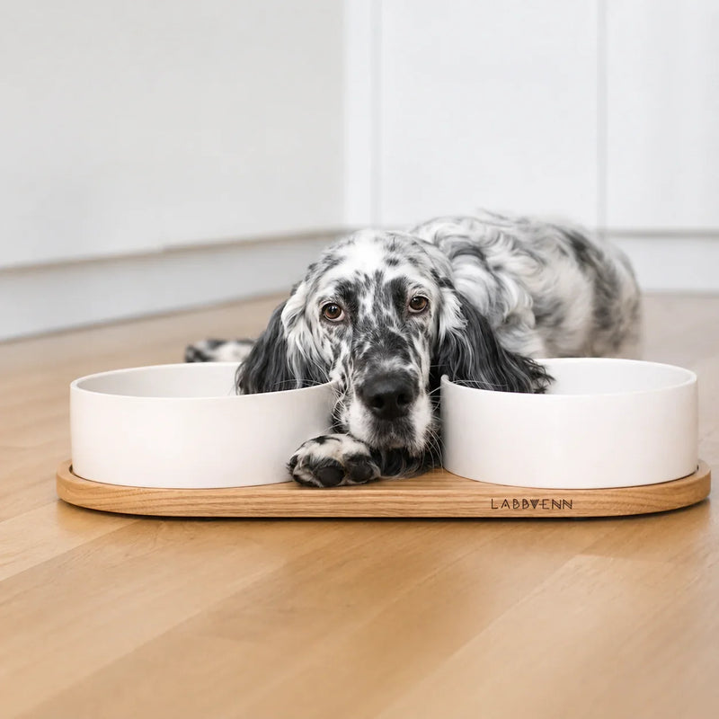 Cane maculato sdraiato tra moderne ciotole in ceramica su base in legno, marchio Labbvenn visibile