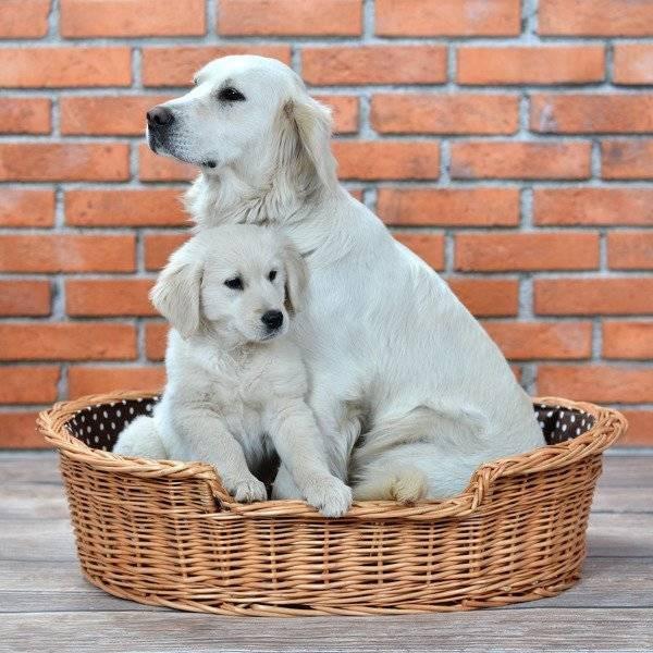 Cuccia per cani in vimini naturale Esmira con cuscino a pois, 65x43 cm