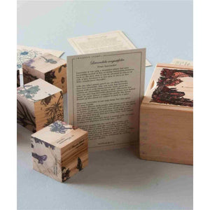 Wooden story blocks with lavender botanical prints, natural wood finish, educational plant facts card